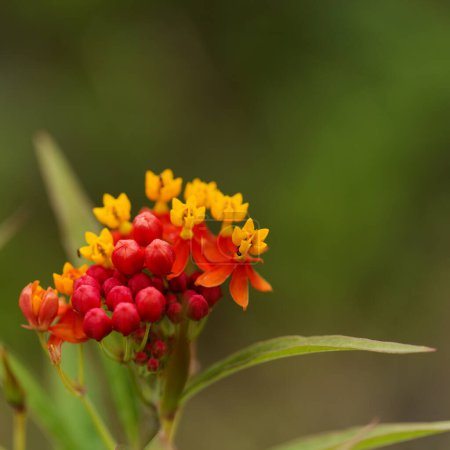 Flora of Gran Canaria - Asclepias curassavica, tropical milkweed, introduced plant, natural macro floral background