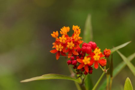 Flore de Gran Canaria - Asclepias curassavica, asclépiade tropicale, plante introduite, fond macro floral naturel