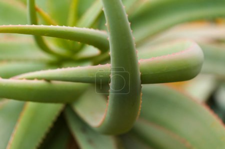 Aloe speciosa aka tilt-head aloe succulent leaves with red edges, natural macro floral background