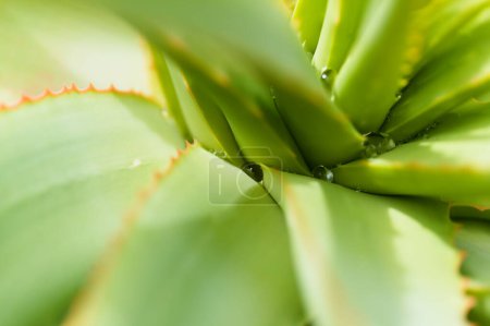 Téléchargez les photos : Aloe speciosa alias aloès à tête inclinée feuilles succulentes aux bords rouges, fond macro floral naturel - en image libre de droit