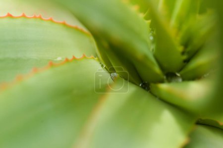 Foto de Aloe speciosa aka cabeza inclinada aloe hojas suculentas con bordes rojos, fondo macro floral natural - Imagen libre de derechos