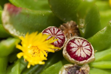 Especie de Glottiphyllum, posiblemente Glottiphyllum regium, flores y formación de fruta fondo macro floral natural
