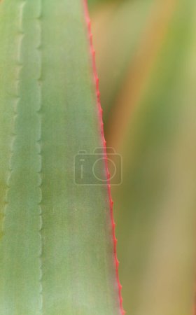 Aloe speciosa alias aloès à tête inclinée feuilles succulentes aux bords rouges, fond macro floral naturel