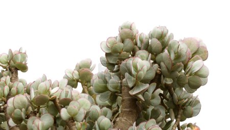 Crassula arborescens aka silberne Jadepflanze saftige Blätter