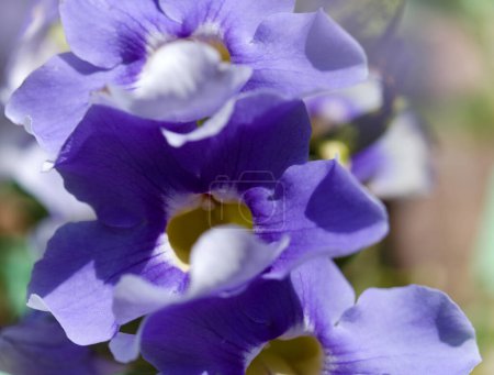 Floración Thunbergia laurifolia, vid trompeta azul, fondo macro floral natural