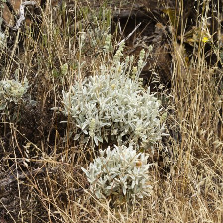 Flora von Gran Canaria - Sideritis dasygnaphala, weißer Bergtee von Gran Canaria, endemischer, natürlicher Makrofloraler Hintergrund