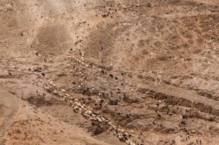 Agriculture of Gran Canaria - a large group of goats and sheep are moving across a dry landscape, between Galdar and Agaete municipalities
