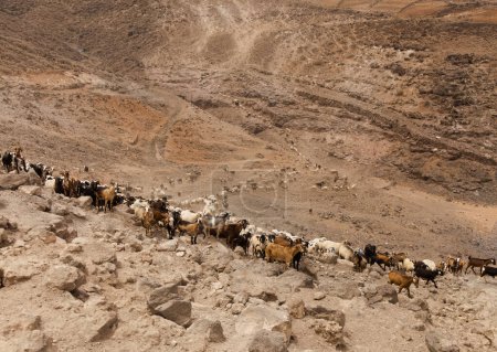 Agriculture of Gran Canaria - a large group of goats and sheep are moving across a dry landscape, between Galdar and Agaete municipalities