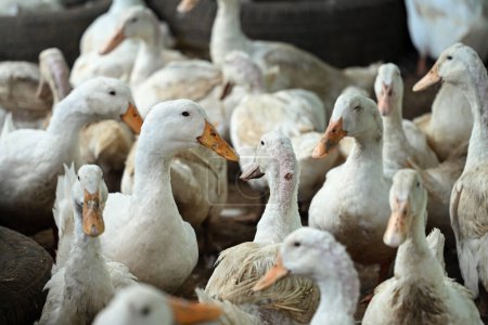 Large group of white ducks at a farm yard.