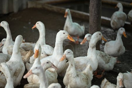 Group of domestic ducks on the rural farm.
