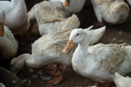 Flock of white ducks feeding on rural farm.