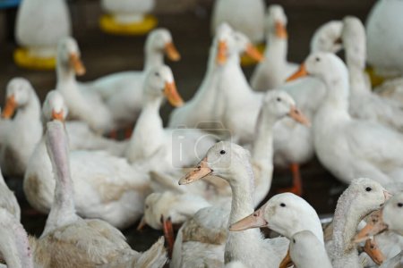 Foto de Patos blancos en la granja rural para la agricultura doméstica. - Imagen libre de derechos