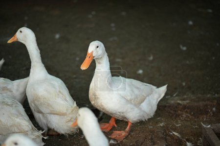Foto de Patos blancos en la granja rural. Aves de corral y agricultura de subsistencia. - Imagen libre de derechos