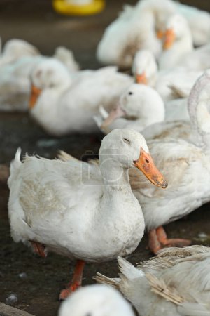 Foto de Una bandada de patos en la granja rural. Aves de corral y agricultura de subsistencia - Imagen libre de derechos