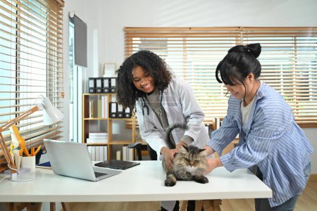 Tierarzt hört dem Herzschlag der Maine Coon Katze mit Stethoskop zu, während er Untersuchungen auf dem Tisch in der Tierklinik durchführt.