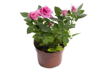 Indoor rose bush in a pot on a white background
