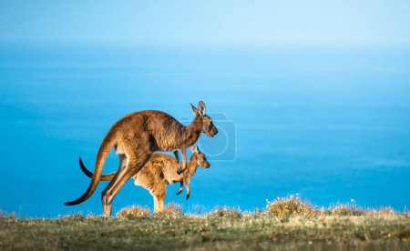 Photo for A Kangaroo at Deep Creek, South Australia - Royalty Free Image