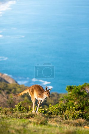 Téléchargez les photos : Un kangourou à Deep Creek, Australie du Sud - en image libre de droit