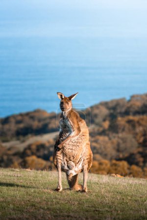 Photo for A Kangaroo at Deep Creek, South Australia - Royalty Free Image