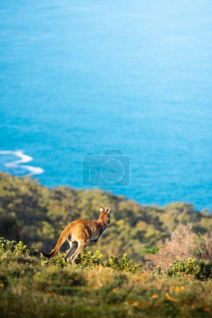 Foto de Un canguro en Deep Creek, Australia del Sur - Imagen libre de derechos