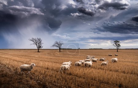 Photo for Sheep and Storm Clouds - Royalty Free Image