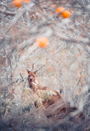 Photo for Kangaroo in an Apricot orchard - Royalty Free Image