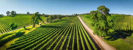 Photo for Vineyards in the Adelaide Hills - Royalty Free Image
