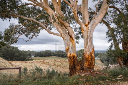 Photo for Gum Tree in the Adelaide Hills - Royalty Free Image
