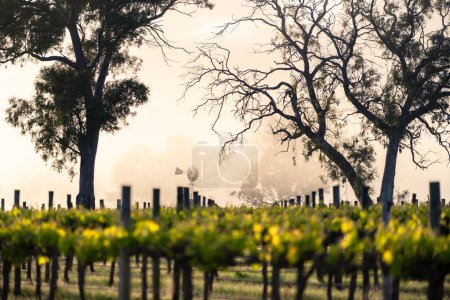 Photo for Vineyard in Coonawarra, South Australia - Royalty Free Image