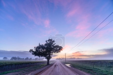 Photo for Dirt Road in Coonawarra, South Australia - Royalty Free Image