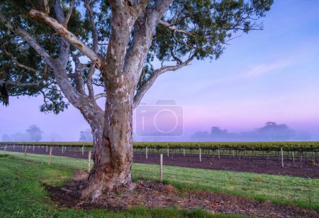 Photo for Vineyard Sunrise in Coonawarra, South Australia - Royalty Free Image