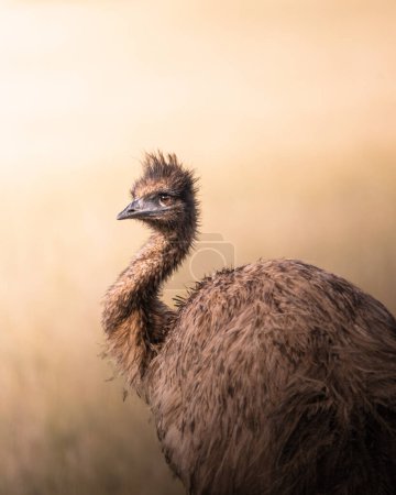 Photo for A Wild Emu in South Australia - Royalty Free Image