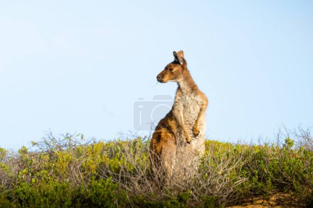 Photo for Kangaroo in South Australia - Royalty Free Image