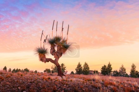 Photo for Sunset over a grass tree in the Flinders Ranges - Royalty Free Image