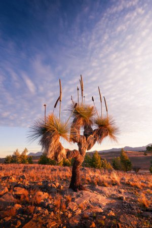Photo for Beautiful grass tree in the Flinders Ranges - Royalty Free Image