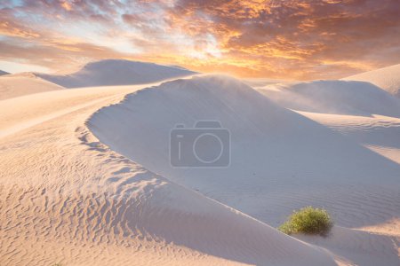 Foto de Hermoso atardecer sobre dunas australianas - Imagen libre de derechos