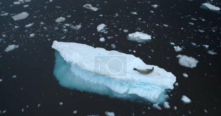 Téléchargez les photos : Le phoque léopard repose sur la glace flottante en Antarctique. Explorez la faune des espèces rares antarctiques. Changement climatique glaciers polaires paysage. Environnement écologie question réchauffement climatique. Vue aérienne du drone - en image libre de droit