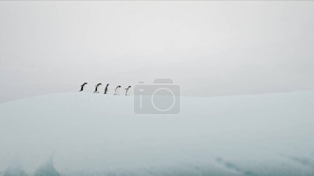 Foto de Divertidos pingüinos Gentoo caminan en el iceberg de nieve, témpano de hielo en el océano Antártico. Environment of Antarctica in ecology concept of change climate. Naturaleza salvaje de las montañas glaciares en tierras polares frías - Imagen libre de derechos