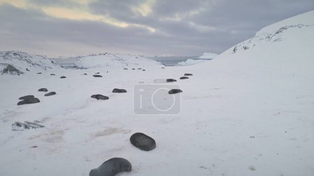 Antarctica Fur Seal Colony Rest Aerial Top View. Arctic Polar Wildlife Animal Group Sleep on Frozen Snow Covered Ice Landscape Ocean Coast. Winter Peninsula Cute Mammal Drone Footage Shot in 4K UHD