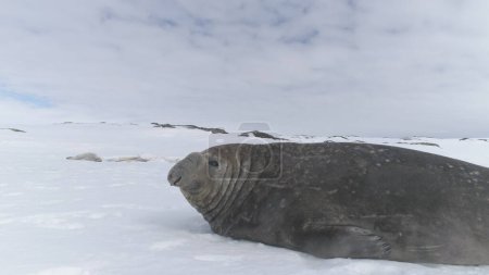 Photo for Close-up Elephant Seal Lying On Snow Antarctica Land. Cute Muzzle Of Marine Wild Animal. Behavior Of Large Polar Seals. Snow Covered Surface Of Antarctic Continent. Winter Background. 4k Footage. - Royalty Free Image