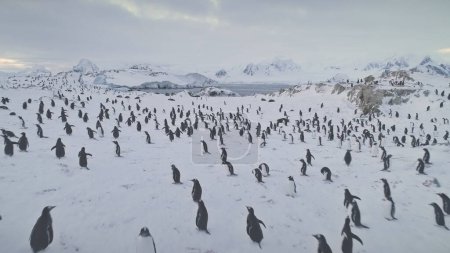 Aerial drone flight over penguins, seals. Antarctica wildlife. Overview shot of snow, ice covered land. Polar ocean water, mountains. Antarctic winter landscape. Ice cold. 4k footage.