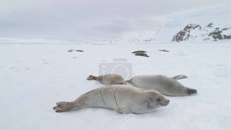 Foto de Weddell Seal Arctic Cold Ice Vista de cerca. Polar Mammal Animal Group on Winter Cold Snow Covered Surface (en inglés). Antártida Naturaleza Vida Silvestre Colonia Comportamiento Filmación en 4K UHD - Imagen libre de derechos