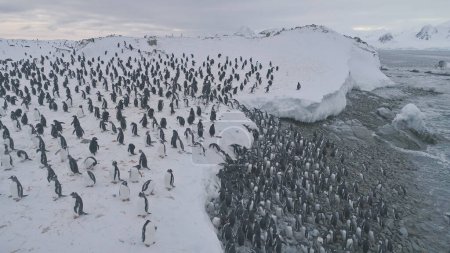 Photo for Gentoo Penguin Colony Going Ashore Aerial Top View. Antarctica Bird Group Walk on Dangerous Snow Covered Ocean Coast Landscape. Arctic Extreme Shallow Top Drone Shot Footage 4K UHD - Royalty Free Image