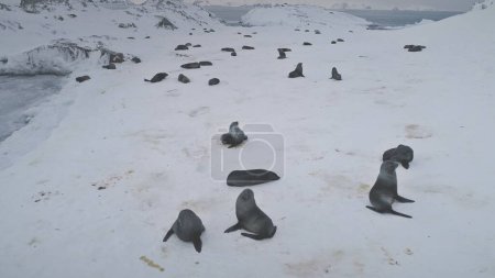 Antarctica Fur Seal Colony Zoom Out Aerial View. Antarctic Wildlife Animal Group Sleep on Frozen Snow Covered Ice Landscape Ocean Glacier Coast. Peninsula Cute Mammal Drone Footage Shot in 4K UHD