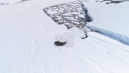 Foto de Weddell Seal Rest Antarctica Vista aérea de nieve. Polar Wildlife Habitant Lie Antarctic Cold Frozen Nature Landscape (en inglés). Polo Norte Adulto Descripción Animal Glaciar Duro Drone Shot Footage 4K UHD - Imagen libre de derechos