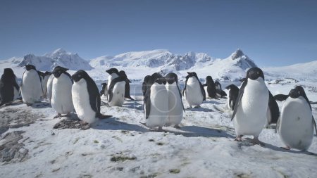 Colonia de Pingüinos Antárticos Primer plano. Paisaje polar de nieve. Grupo de pingüinos Adelie de pie en tierra cubierta de nieve. Comportamiento de las aves silvestres. Fondo de las Montañas Poderosas. Vida silvestre. Filmación 4k
.
