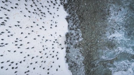 Photo for Gentoo Penguin Colony Going Ashore Aerial View. Antarctica Bird Group Walk on Dangerous Snow Covered Ocean Coast Landscape in Wave Water. Arctic Climate Change Concept Top Drone Shot Footage 4K UHD - Royalty Free Image