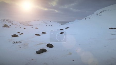 Antarctica Fur Seal Colony Sleeping Aerial View. Arctic Polar Wildlife Animal Group Rest on Frozen Snow Covered Landscape Ocean Coast Sunset. Peninsula Cute Mammal Drone Top Footage Shot in 4K UHD