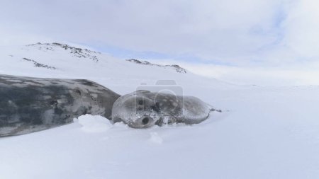 Foto de Antártida Weddell Seal Baby Mother in Snow. Adulto y lindo cachorro salvaje ártico mamífero animal acostado en la superficie congelada paisaje polo sur fauna naturaleza bloqueado filmación 4K UHD - Imagen libre de derechos