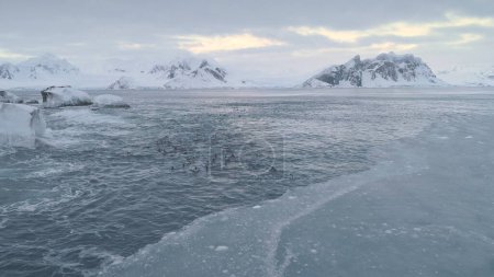 Gentoo Penguin Group Swim Antarctic Brash Ice Ocean Surface. Polar Arctic Bird Flock Float in Cold Glacier Water. Antarctica Wildlife Seascape Top Drone Aerial Footage Shot in 4K UHD